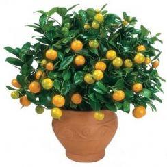 citrus mitis.jpg